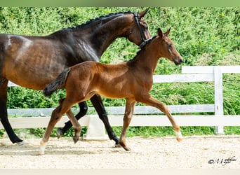 Austrian Warmblood, Stallion, Foal (04/2026)