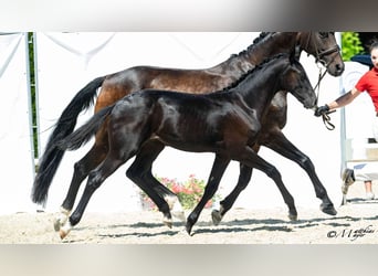 Austrian Warmblood, Stallion, Foal (03/2026)