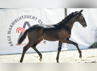 Austrian Warmblood, Stallion, Foal (03/2026)