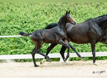 Austrian Warmblood, Stallion, Foal (03/2026)