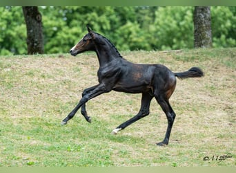 Austrian Warmblood, Stallion, Foal (03/2026)