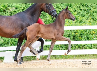 Austrian Warmblood, Stallion, Foal (01/2024)