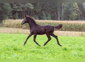 Austrian Warmblood, Stallion, Foal (01/2023)