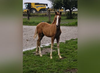 Austrian Warmblood, Stallion, Foal (01/2025)