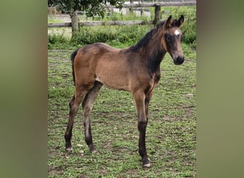 Austrian Warmblood, Stallion, Foal (01/2025)