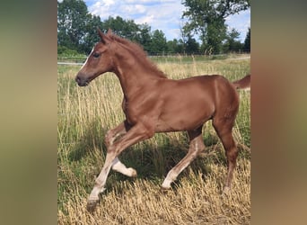 Austrian Warmblood, Stallion, Foal (01/2025)