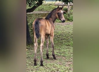 Austrian Warmblood, Stallion, Foal (01/2025)