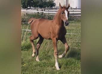 Austrian Warmblood, Stallion, Foal (01/2025)