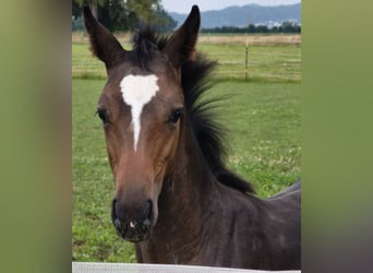Austrian Warmblood, Stallion, Foal (01/2025)