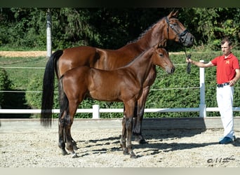 Austrian Warmblood, Stallion, Foal (01/2026)