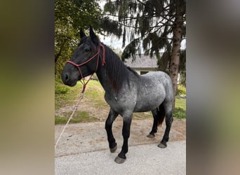 Autres chevaux de trait, Étalon, 2 Ans, 155 cm, Rouan Bleu