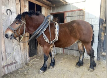 Autres chevaux de trait, Étalon, 2 Ans, Bai