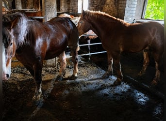 Autres chevaux de trait, Étalon, 2 Ans, Bai