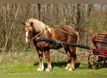 Autres chevaux de trait, Étalon, 3 Ans, 157 cm, Bai clair