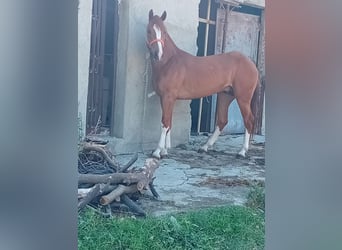 Autres chevaux de trait, Étalon, 3 Ans, 160 cm, Alezan brûlé