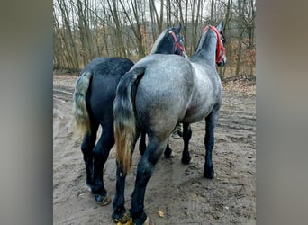 Autres chevaux de trait, Étalon, 3 Ans, 170 cm, Gris