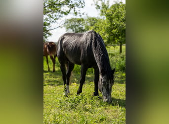 Autres chevaux de trait Croisé, Étalon, 4 Ans, 155 cm, Gris pommelé