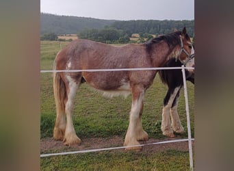 Autres chevaux de trait, Étalon, Poulain (01/2024)