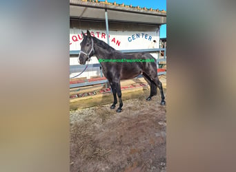 Autres chevaux de trait Croisé, Hongre, 11 Ans, 150 cm, Noir