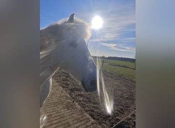 Autres chevaux de trait, Hongre, 11 Ans, 154 cm, Gris