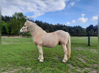 Autres chevaux de trait Croisé, Hongre, 12 Ans, 152 cm, Palomino