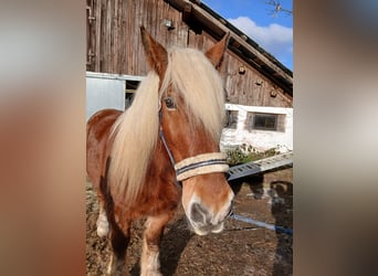 Autres chevaux de trait, Hongre, 12 Ans, 160 cm, Alezan