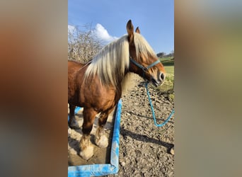 Autres chevaux de trait, Hongre, 12 Ans, 163 cm, Alezan