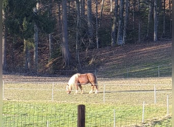 Autres chevaux de trait, Hongre, 12 Ans, 163 cm, Alezan