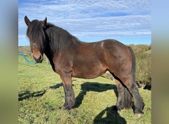 Autres chevaux de trait, Hongre, 13 Ans, 160 cm, Bai brun