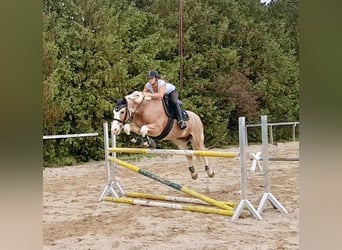 Autres chevaux de trait, Hongre, 16 Ans, 155 cm, Palomino