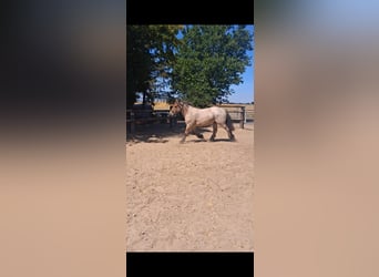 Autres chevaux de trait, Hongre, 2 Ans, 155 cm