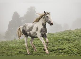 Autres chevaux de trait Croisé, Hongre, 2 Ans, 155 cm, Rouan bleu