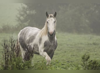 Autres chevaux de trait Croisé, Hongre, 2 Ans, 155 cm, Rouan bleu