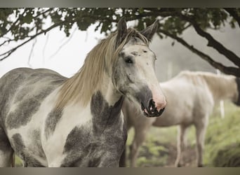 Autres chevaux de trait Croisé, Hongre, 2 Ans, 155 cm, Rouan bleu