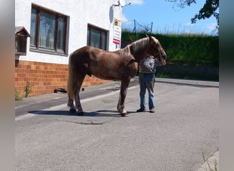 Autres chevaux de trait, Hongre, 2 Ans, Alezan brûlé