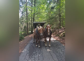 Autres chevaux de trait, Hongre, 2 Ans, Alezan brûlé