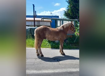 Autres chevaux de trait, Hongre, 2 Ans, Alezan brûlé