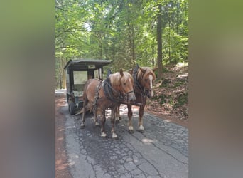 Autres chevaux de trait, Hongre, 2 Ans, Alezan brûlé