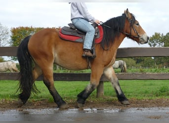 Autres chevaux de trait, Hongre, 3 Ans, 149 cm, Bai