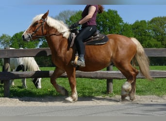 Autres chevaux de trait, Hongre, 3 Ans, 153 cm, Alezan