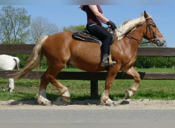 Autres chevaux de trait, Hongre, 3 Ans, 153 cm, Alezan