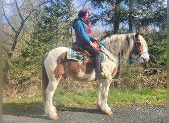 Autres chevaux de trait, Hongre, 3 Ans, 154 cm, Pinto