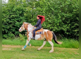 Autres chevaux de trait, Hongre, 3 Ans, 154 cm, Pinto