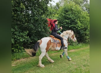 Autres chevaux de trait, Hongre, 3 Ans, 154 cm, Pinto