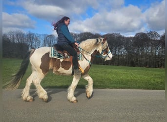 Autres chevaux de trait, Hongre, 3 Ans, 154 cm, Pinto