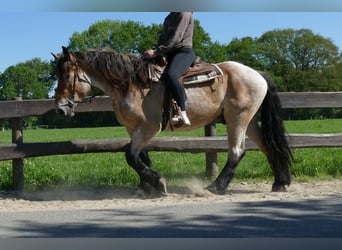 Autres chevaux de trait, Hongre, 3 Ans, 156 cm, Gris (bai-dun)
