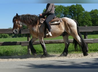 Autres chevaux de trait, Hongre, 3 Ans, 156 cm, Gris (bai-dun)