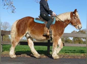 Autres chevaux de trait, Hongre, 3 Ans, 158 cm, Alezan