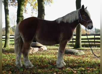 Autres chevaux de trait, Hongre, 3 Ans, 158 cm, Alezan