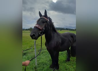 Autres chevaux de trait, Hongre, 3 Ans, 160 cm, Noir